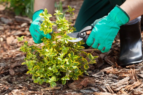 Tree care work in a residential Stockwell garden
